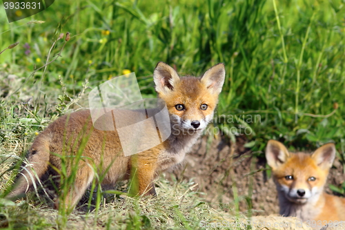 Image of curious fox cub looking at the camera