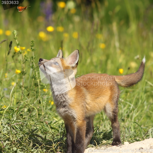 Image of cute fox puppy looking after butterfly