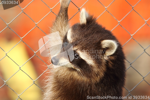 Image of raccoon portrait