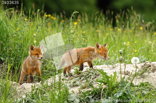 Image of fox cubs near the burrow