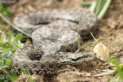 Image of female meadow viper in natural habitat