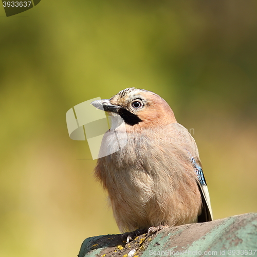 Image of beautiful eurasian jay