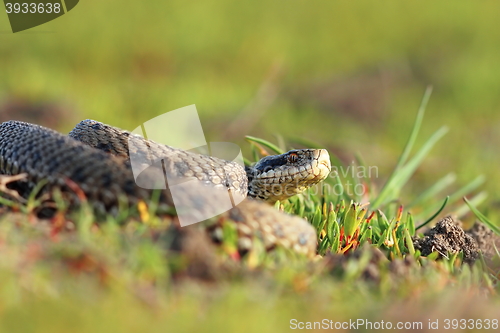 Image of meadow viper basking in natural habitat