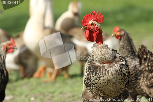 Image of colorful shaggy rooster