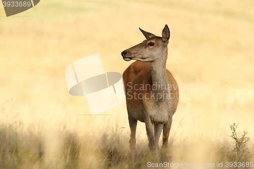 Image of red deer doe in a glade