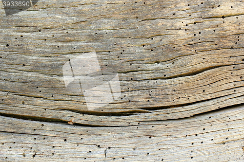 Image of old oak wood showing insect attack