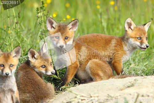 Image of red fox family