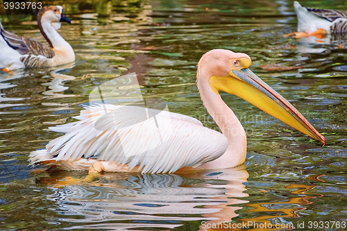 Image of Pelican on the Pond