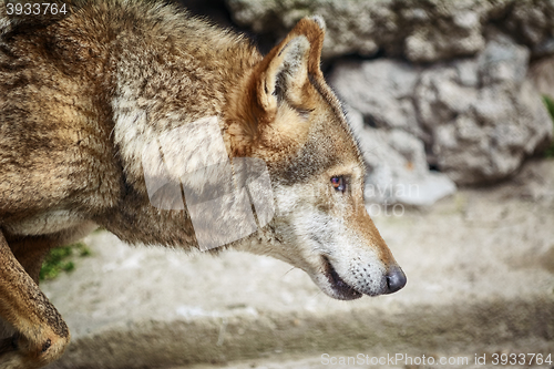 Image of Portrait of Wolf