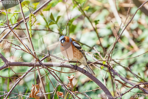 Image of Male Common Chaffinch