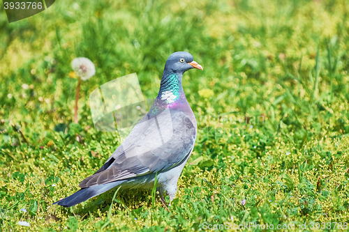 Image of Common Wood Pigeon