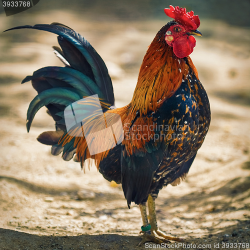 Image of Brown Leghorn Rooster