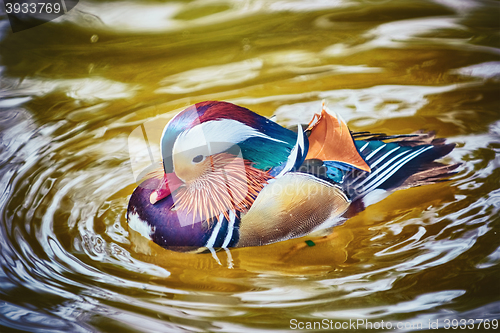 Image of Mandarin Duck on the Water