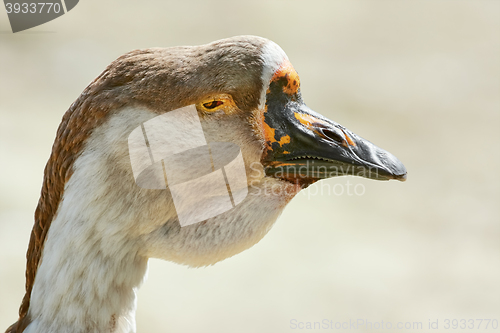 Image of Portrait of Goose