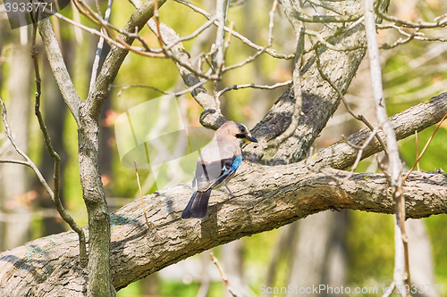 Image of Eurasian Jay on the Tree
