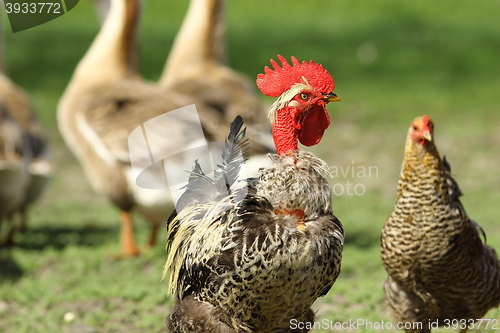 Image of funny rooster portrait in farmyard