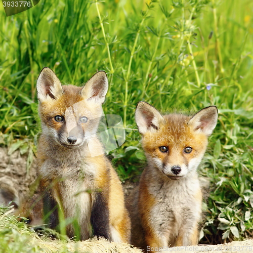 Image of red fox brothers