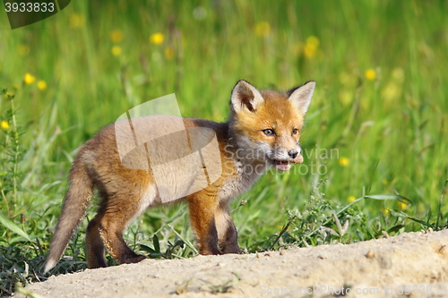 Image of little red fox cub