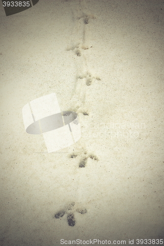 Image of capercaillie tracks on snow