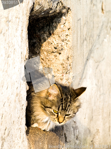 Image of Outdoor Cat