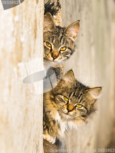 Image of Outdoor Cats