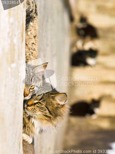 Image of Outdoor Cats