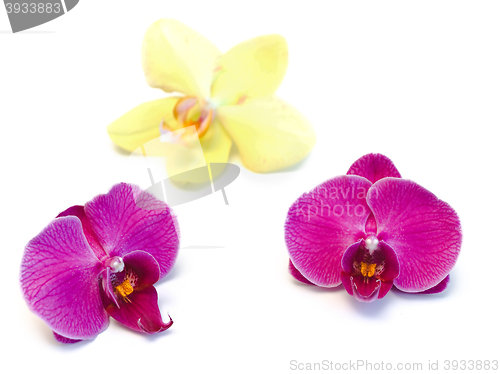 Image of Orchids