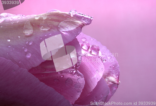 Image of Pink Tulip Macro