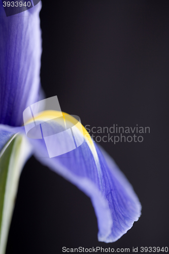 Image of Iris Macro Dew Drops