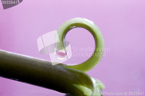 Image of Pink Tulip Macro