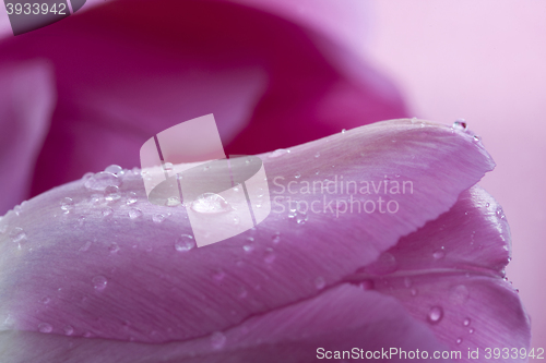 Image of Pink Tulip Macro