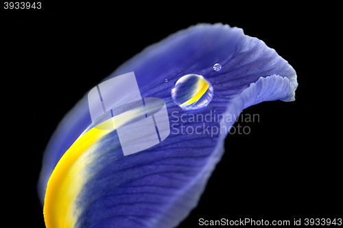 Image of Iris Macro Dew Drops