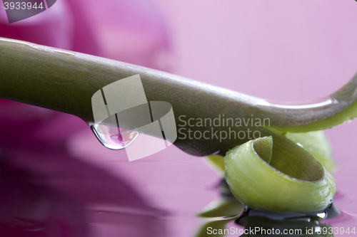 Image of Pink Tulip Macro