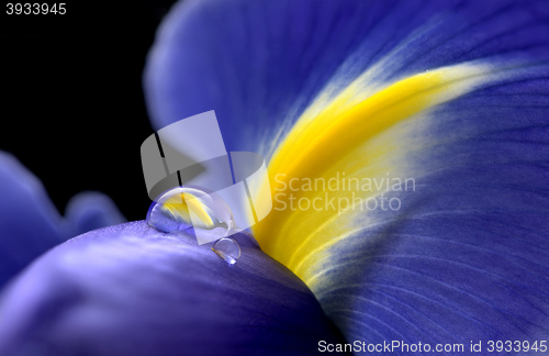 Image of Iris Macro Dew Drops