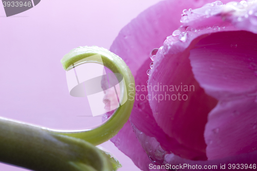 Image of Pink Tulip Macro