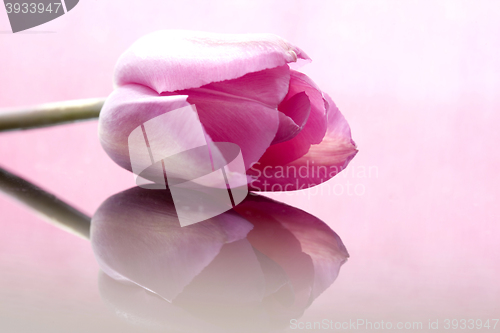 Image of Pink Tulip Macro