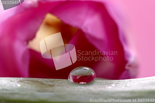 Image of Pink Tulip Macro