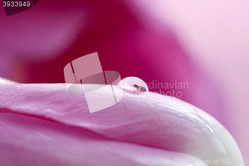 Image of Pink Tulip Macro