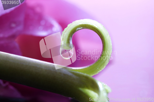 Image of Pink Tulip Macro