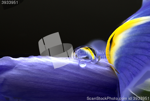 Image of Iris Macro Dew Drops