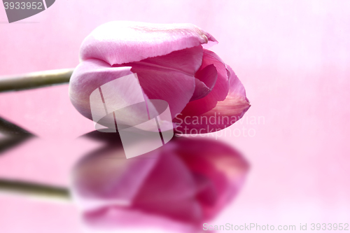 Image of Pink Tulip Macro