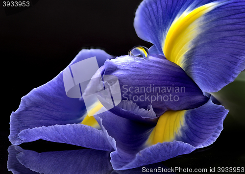 Image of Iris Macro Dew Drops