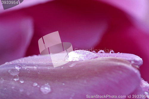 Image of Pink Tulip Macro