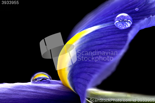 Image of Iris Macro Dew Drops