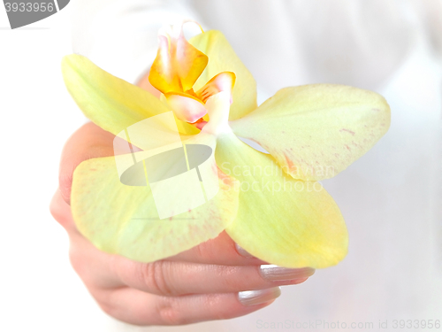 Image of Orchid in Hand