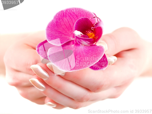 Image of Orchid in Hands