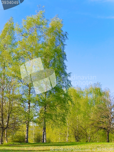 Image of Spring Landscape