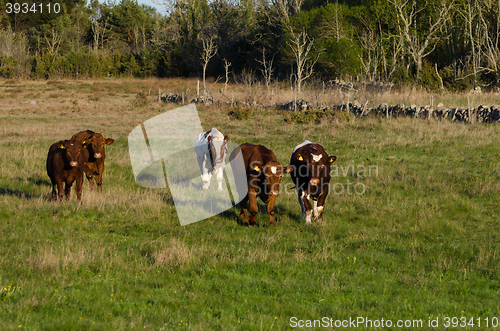 Image of Excited cattle on the go