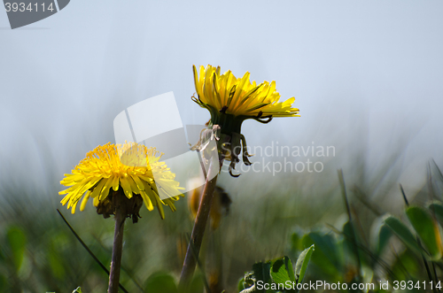 Image of Dandelion closeup