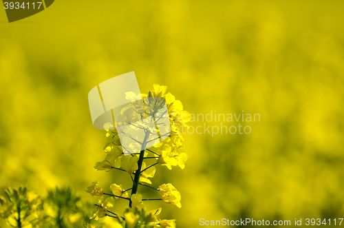Image of Canola flower closeup